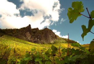 Weinberg am Drachenfels (von Ralf Klodt)